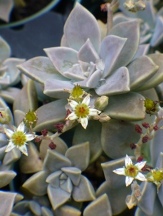 Ghost Plant, Mother-of-Pearl Plant, Graptopetalum paraguayense, Sedum weinbergii